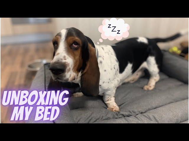 Unboxing my new bed from Hobby Dog - Sherlock the Basset Hound