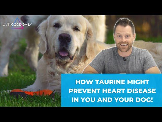 How Taurine Can Help Prevent Heart Disease In You and Your Dog