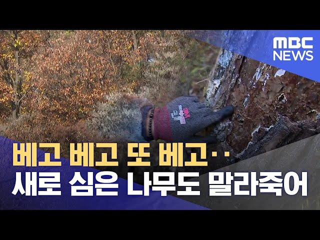 베고 베고 또 베고·· 새로 심은 나무도 말라죽어 (2024.12.25/뉴스데스크/대구MBC)