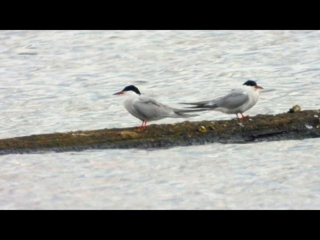Common Terns resting