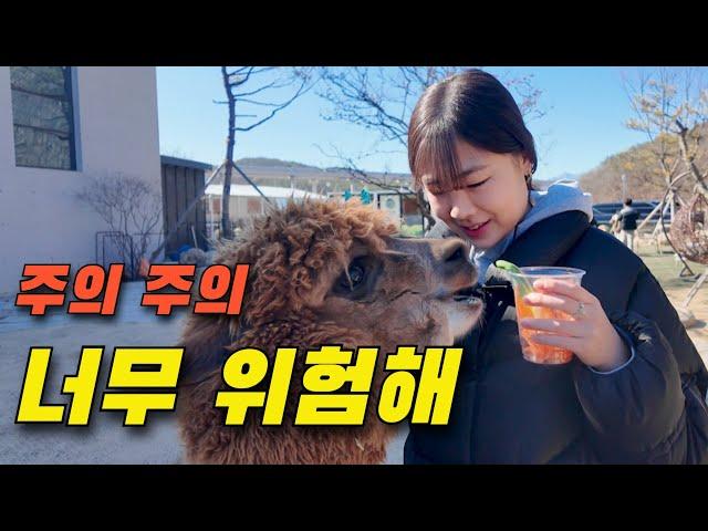 울산 Wow Zoo 동물과의 교감도 좋지만 필수 중요사항 #와우쥬 #울산여행