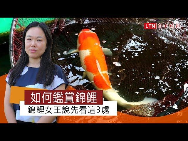 如何鑑賞錦鯉 錦鯉女王說先看這3處