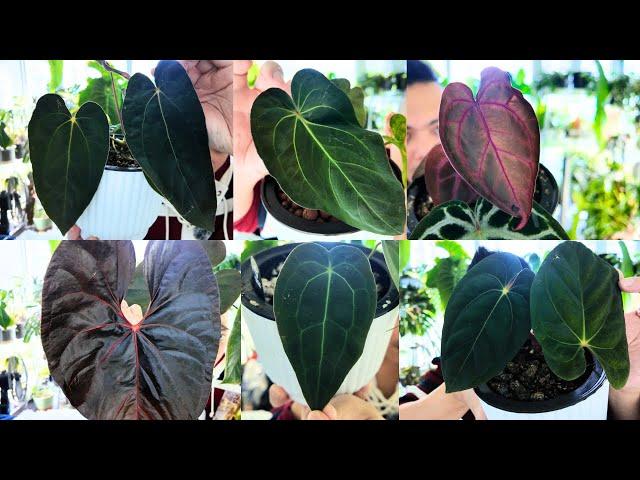  my anthurium collection (part 2)