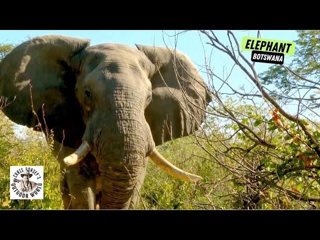 Terrifying 5-yard Shot on a Giant Botswana Elephant!