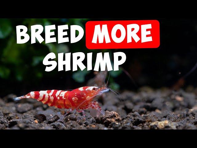 8 Top Tips for More Baby Shrimp 