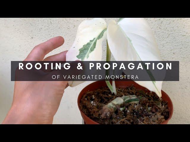 Variegated Monstera Propagation and Rooting - How To Grow Stem and Node Cuttings | Ep 17
