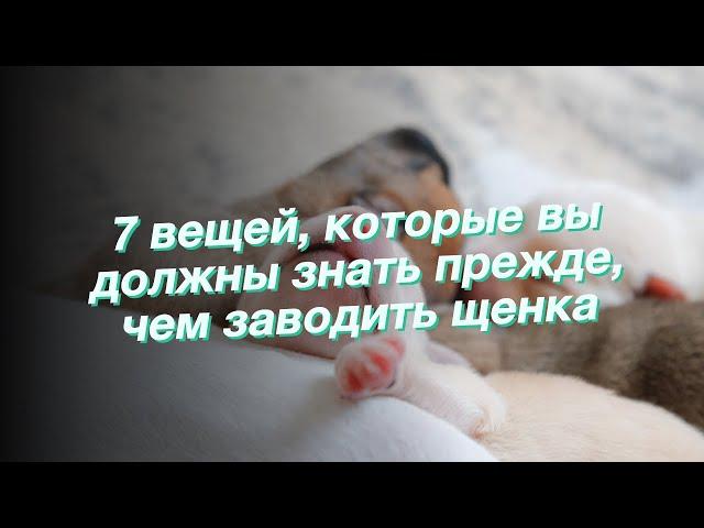 7 вещей, которые вы должны знать прежде, чем заводить щенка