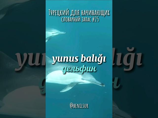 Турецкий язык для начинающих. Словарный запас ч.25 #турецкий #турецкийязык #турецкийдляначинающих