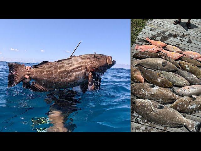 Spearfishing Monster GROUPERS and HOGFISH in the BAHAMAS - Ep. 46