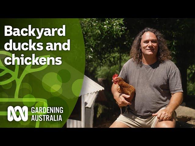 Tips for keeping chickens and ducks together in your backyard | FAQs | Gardening Australia