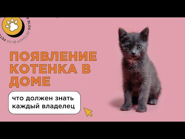 Появление котенка в доме: что должен знать каждый владелец? Распорядок дня и уход за котенком