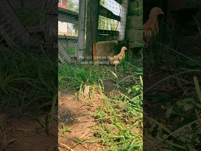 The calmness of the evening🪴#backyardchickens #homesteading #calmness #fyp #vintagefarmhouse