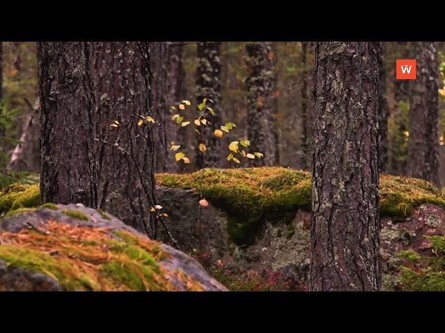 Видеозарисовка «Осенний лес»