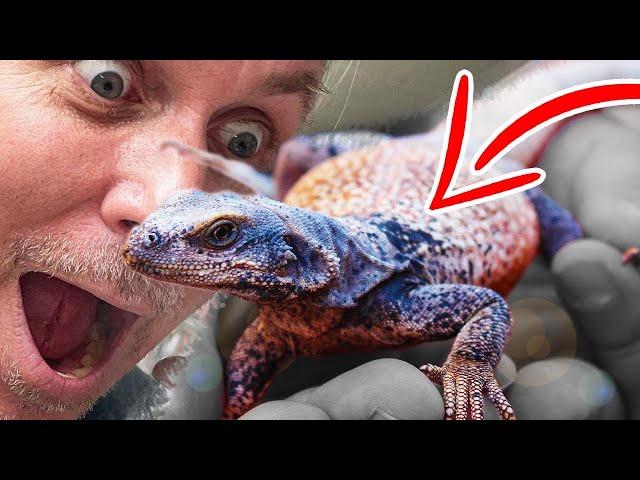 I GOT A CHUCKWALLA!! ONE OF MY DREAM LIZARDS!!! | BRIAN BARCZYK