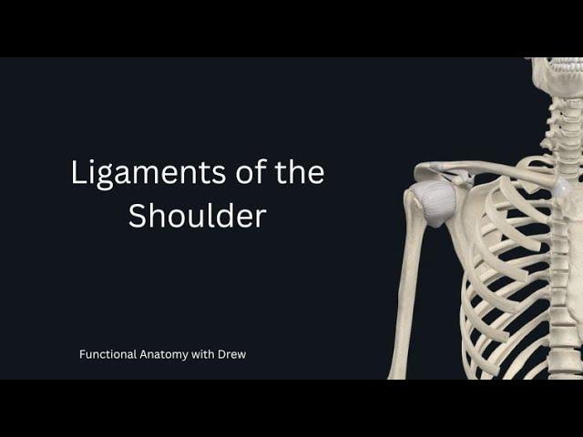 Ligaments of the shoulder