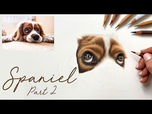 How to Draw a Spaniel in Coloured Pencils - Part 2