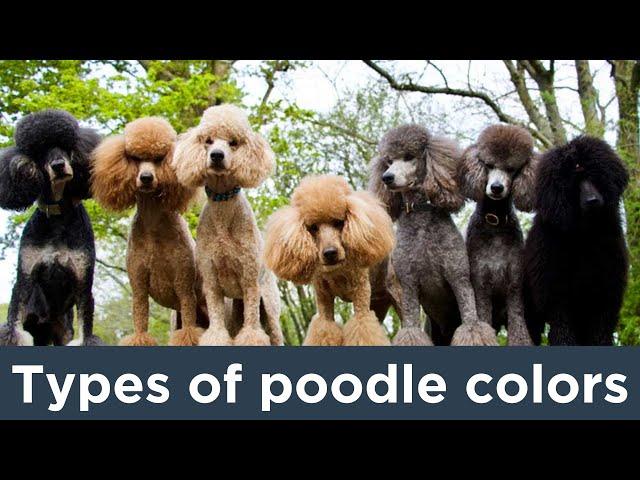 You Won't Believe Which Poodle Color Is The Rarest--AND Most Common!