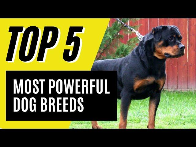 Top 5 Most Powerful Dog Breeds (German Shepherd, Rottweiler)