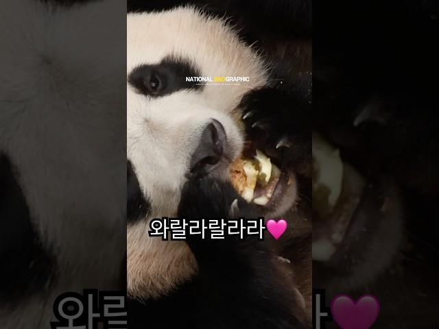  『죽순 워즈: 판다의 역습』부제: 뜻밖의 웩토우, 운명은 후이 편?!
