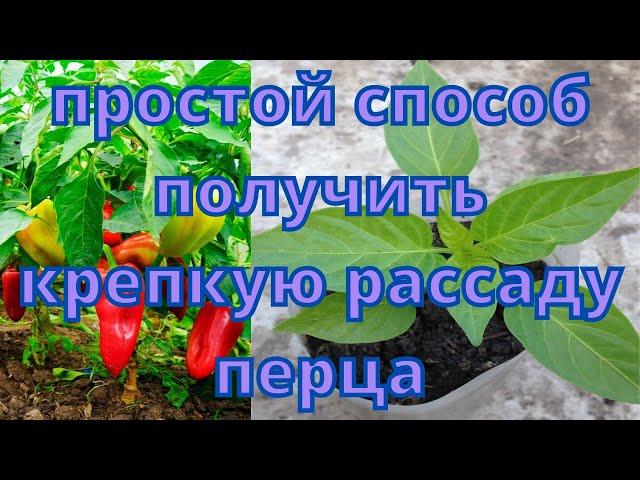Как вырастить рассаду перца в домашних условиях