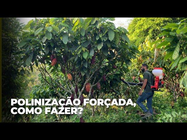 POLINIZAÇÃO FORÇADA NO CACAUEIRO, como fazer?