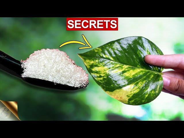 MY SECRETS TO BIG MONEY PLANT (POTHOS) | MONEY PLANT CARE TIPS - COMPLETE GUIDE