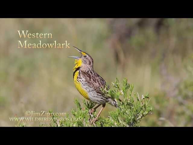 Western Meadowlark