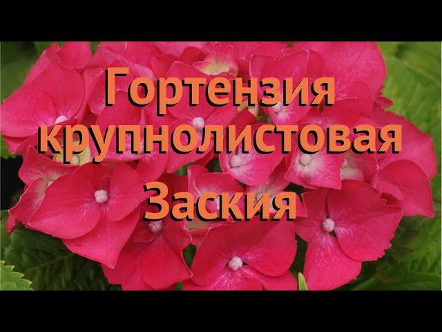 Гортензия крупнолистовая Заския (zaskiya)  Заския обзор: как сажать, саженцы гортензии Заския