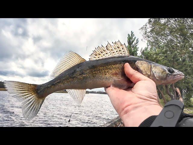 Ловля СУДАКА в Октябре, Поклёвки попёрли/Донка на судака/Zandartu cope Lielupē/Fishing ZANDER