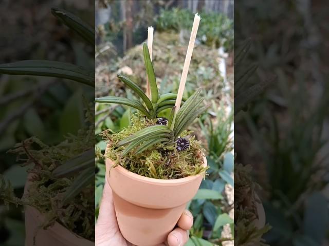 Learning tutorial grafting your orchid plant in the pot with simple techniques