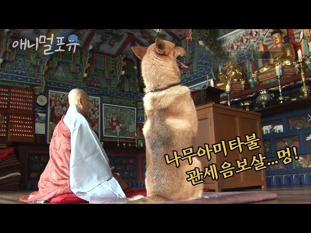 주인과 종교가 다른 강아지가 있다?! 개는 불교 주인은 기독교 ㅋㅋㅋㅋ l KBS 생생정보통 100729 방송