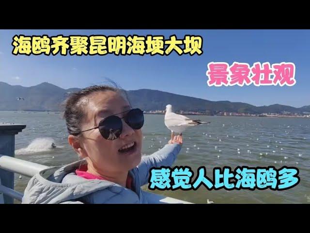 海鸥齐聚昆明海埂大坝，景象壮观 ，感觉人比海鸥多