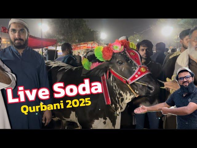 Live Soda 2025 qurbani Ka | sahiwal cholistani bachre | desi bachre | Cow Mandi Lahore shapur