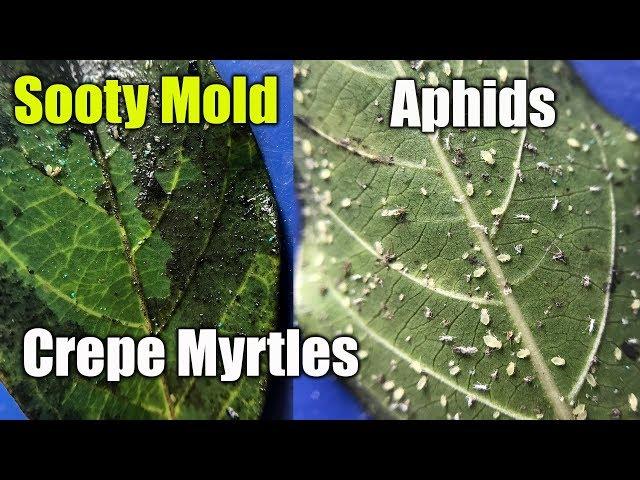 Kill Aphids and Mold on Plants and Crepe Mrytles