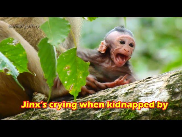 So pity for baby monkey Jinx Kidnapped by Bonita crying for help. Jade talked to Jinx don't worry