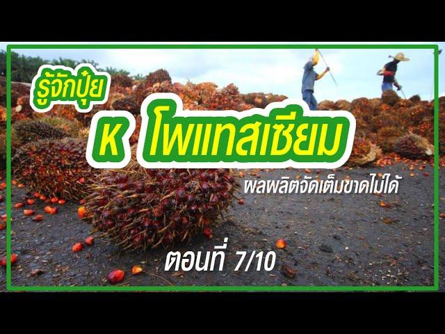 สวนปาล์ม [ตอนที่ 7/10] ใส่ปุ๋ย K (โพแทสเซียม) ผลผลิตเต็มที่ขาดไม่ได้ | ชวนคุยเรื่องปาล์ม