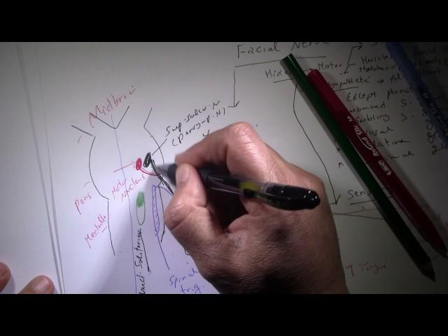 Facial Nerve