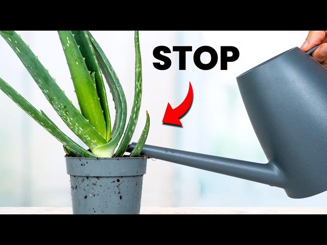 I Stopped Killing Aloe Vera Once I Knew This