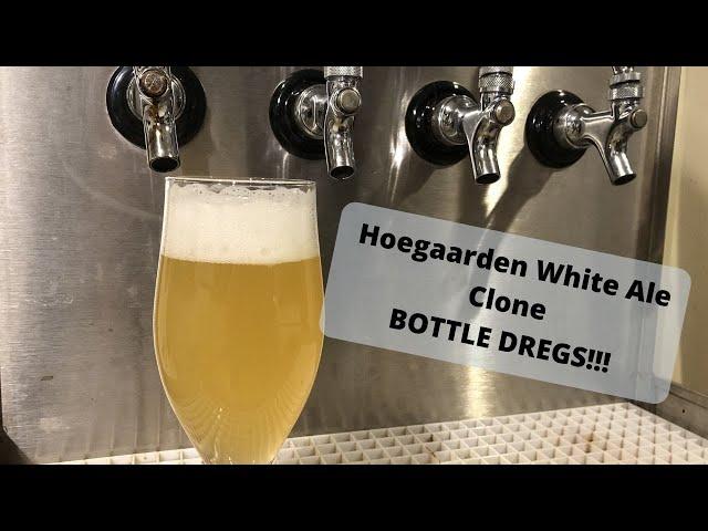 Cloning Hoegaarden White Beer from Bottle Dregs - Brew Dudes