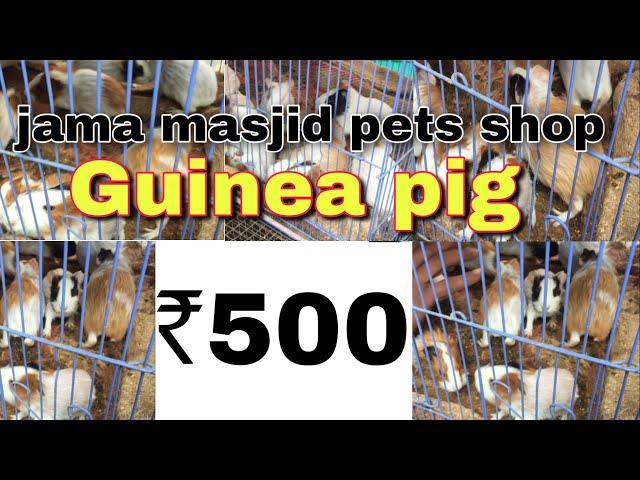 Jama masjid pets shop || delhi birds market || GS Birds Info