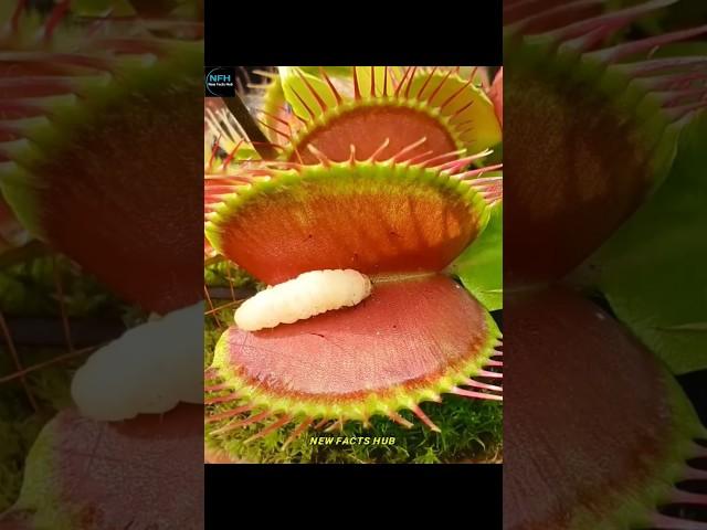 This is a carnivorous plant whose name is Venus Flytrap #facts #viralfacts #amazingfacts #factshorts