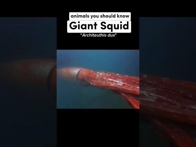 The Giant Squid Is The Perfect Monster