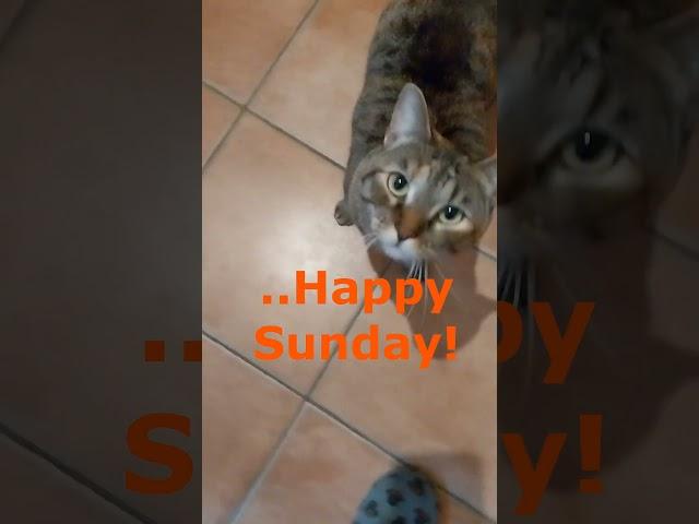 Meow, Happy Sunday by Lady Gigia! #cat #funnycats #happysunday