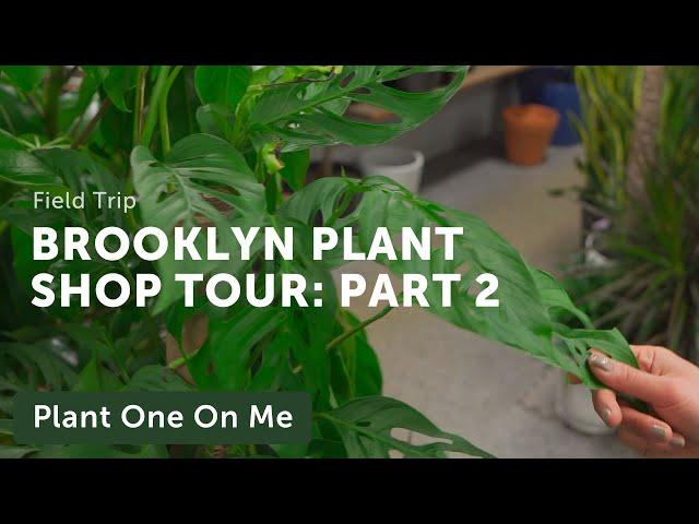 Brooklyn Plant Shop Tour: Chelsea Garden Center (2/6) — Ep. 219