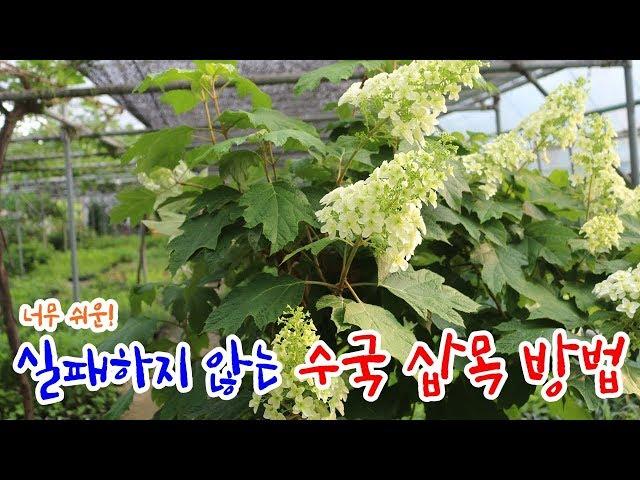 초보자도 쉬운 수국 삽목방법 / 수국 삽목시기 - how to cuttage hydrangea