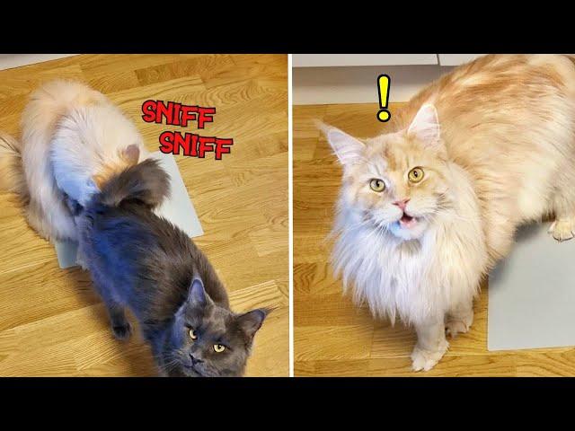 Funny Reaction To Bad Smell  | Maine Coon Cats!