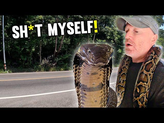 A Deadly Encounter with a King Cobra in Thailand