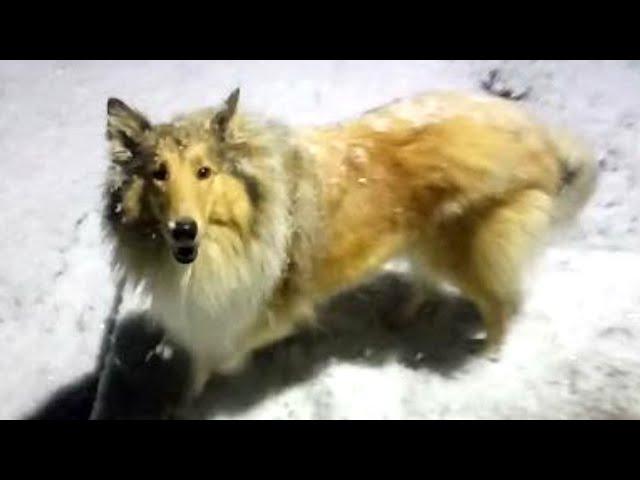 Rough Collie Jessie catches the first snow like a fox with his mouth in the evening walk