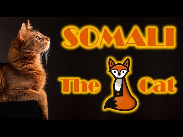 Somali cat - The fox cat