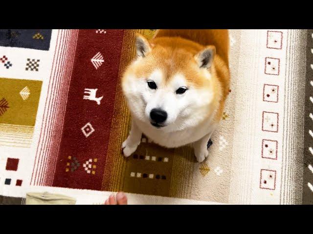 Shibe gets happier with each step that his family takes.